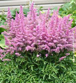 Astilbe 'Younique Lilac'™