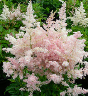 Astilbe 'Younique Silvery Pink™'