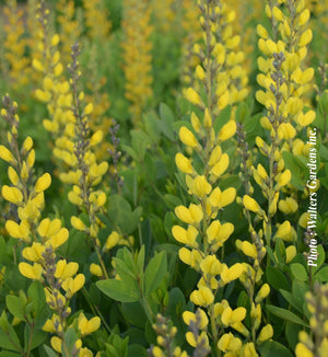 Baptisia 'American Goldfinch'