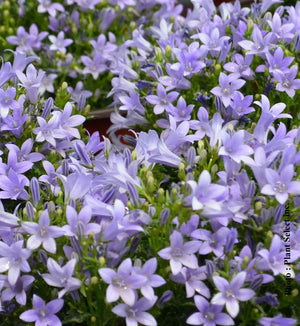 Campanula muralis