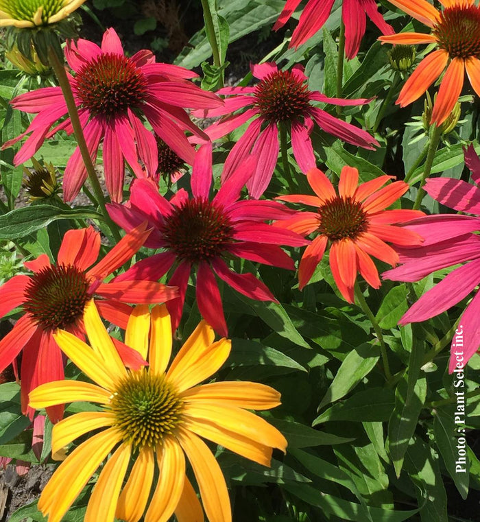 Echinacea 'Cheyenne Spirit'