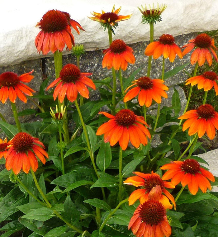 Echinacea Sombrero® 'Fiesta Orange'