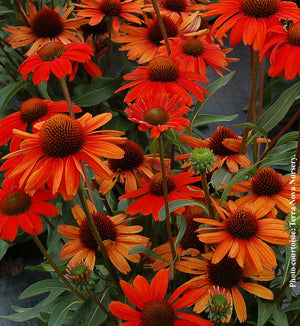 Echinacea Kismet® 'Intense Orange'