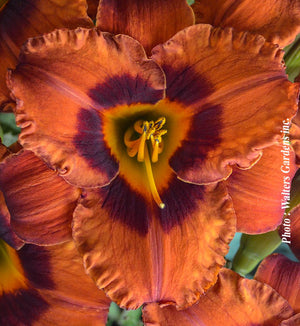 Hemerocallis 'Mighty Chestnut'