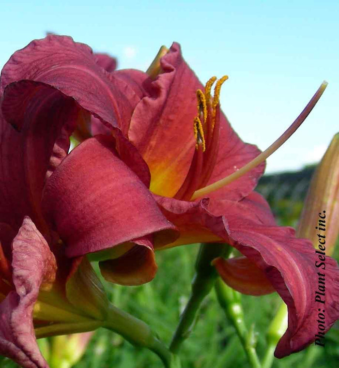 Hemerocallis 'Purple d'Oro'