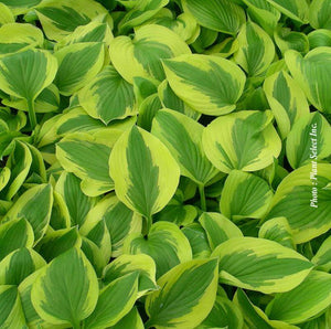 Hosta 'Osiris Pacha'
