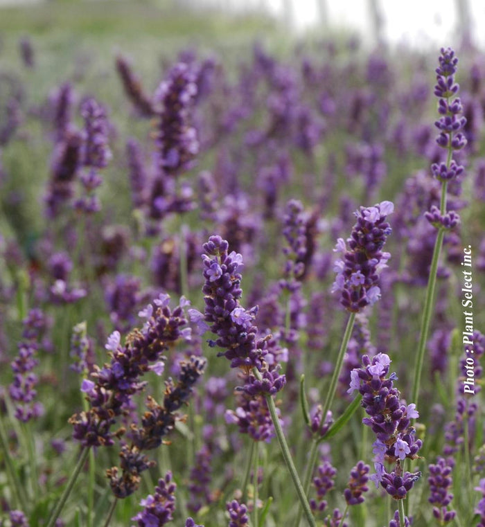 Lavandula angustifolia 'Hidcote Blue'