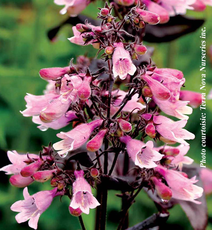Penstemon Dakota™ Burgundy