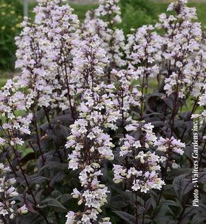 Penstemon 'Onyx and Pearls'