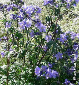 Polemonium 'Bressingham Purple'