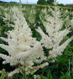 Astilbe 'Diamant'