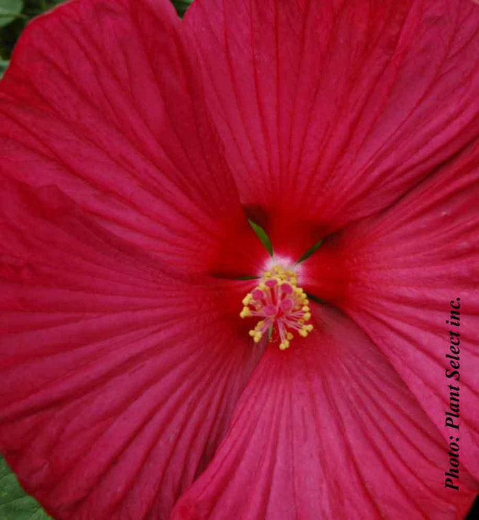 Hibiscus Luna™ Red