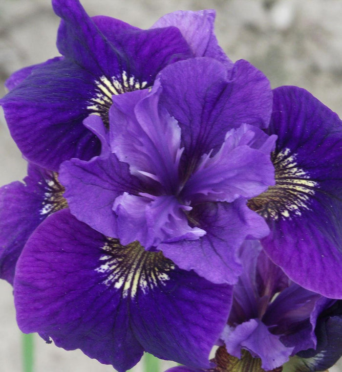 Iris sibirica 'Ruffled Velvet'