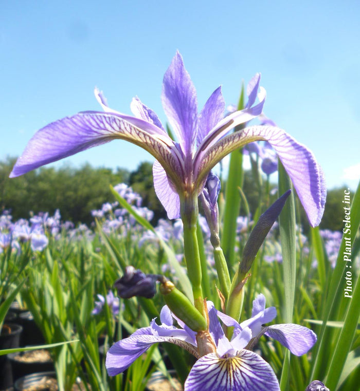 Iris versicolor