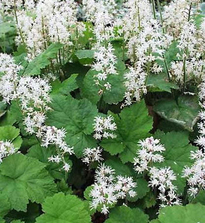 Tiarella cordifolia