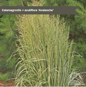 Calamagrostis 'Avalanche'