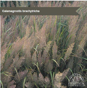 Calamagrostis brachytricha