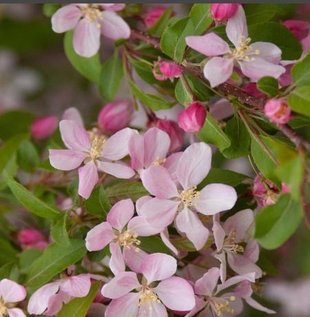 Malus 'Louisa'