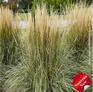 Calamagrostis 'Hello Spring'