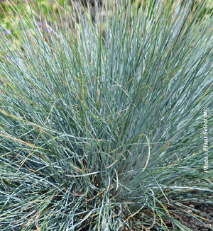 Festuca 'Elijah Blue'