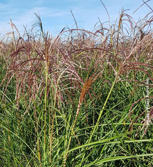 Miscanthus 'Huron Sunrise'