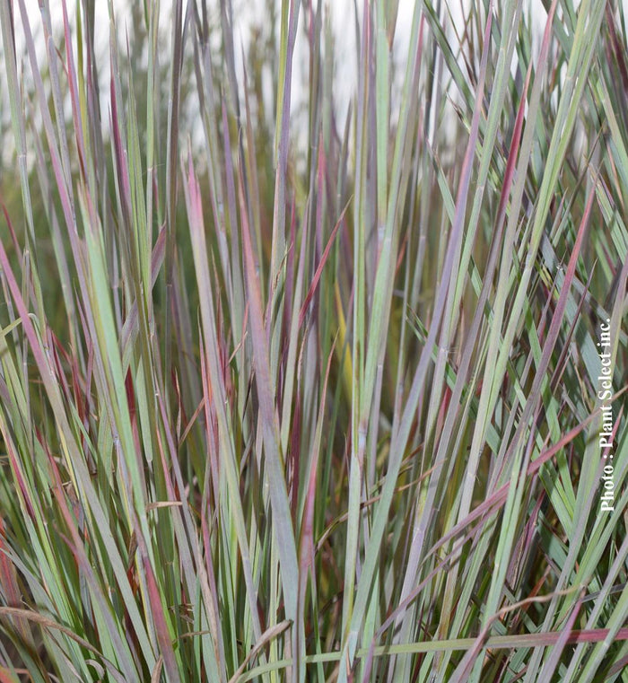 Schizachyrium 'Standing Ovation'