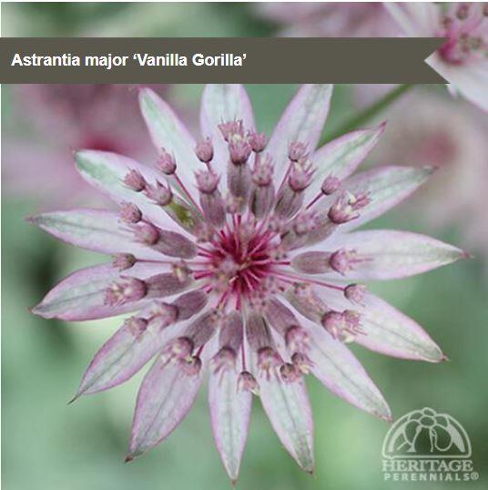 Astrantia 'Vanilla Gorilla'