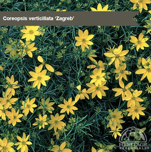 Coreopsis 'Zagreb'