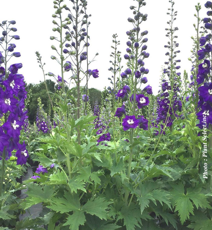 Delphinium 'Dark Blue/White Bee'