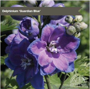Delphinium 'Guardian Blue'