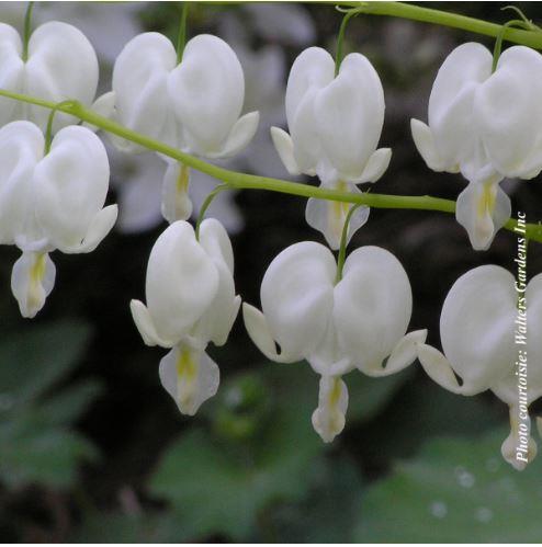 Dicentra spectabilis 'Alba'