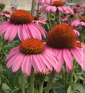 Echinacea purpurea 'Magnus'