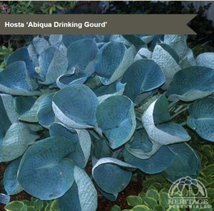 Hosta 'Abiqua Drinking Gourd'