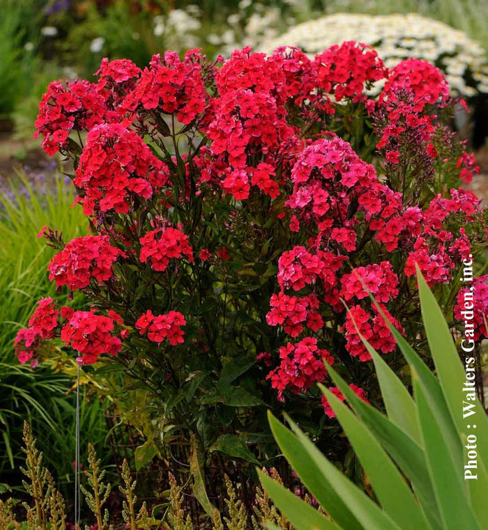 Phlox 'Red Riding Hood'