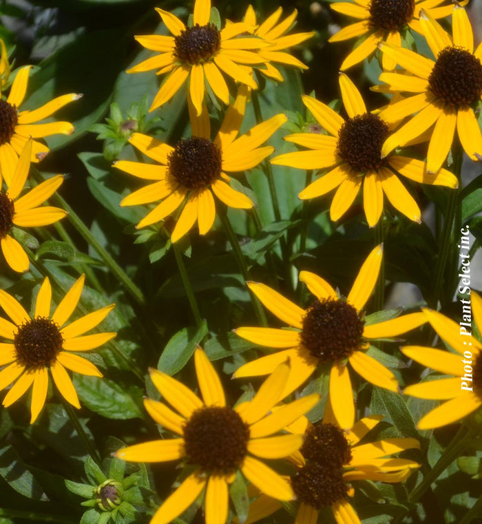 Rudbeckia 'Little Goldstar'