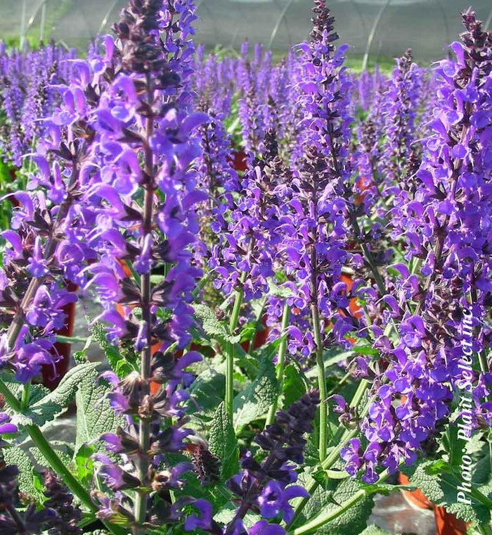 Salvia 'May Night'