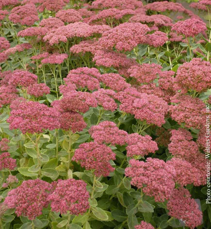 Sedum 'Autumn Joy'