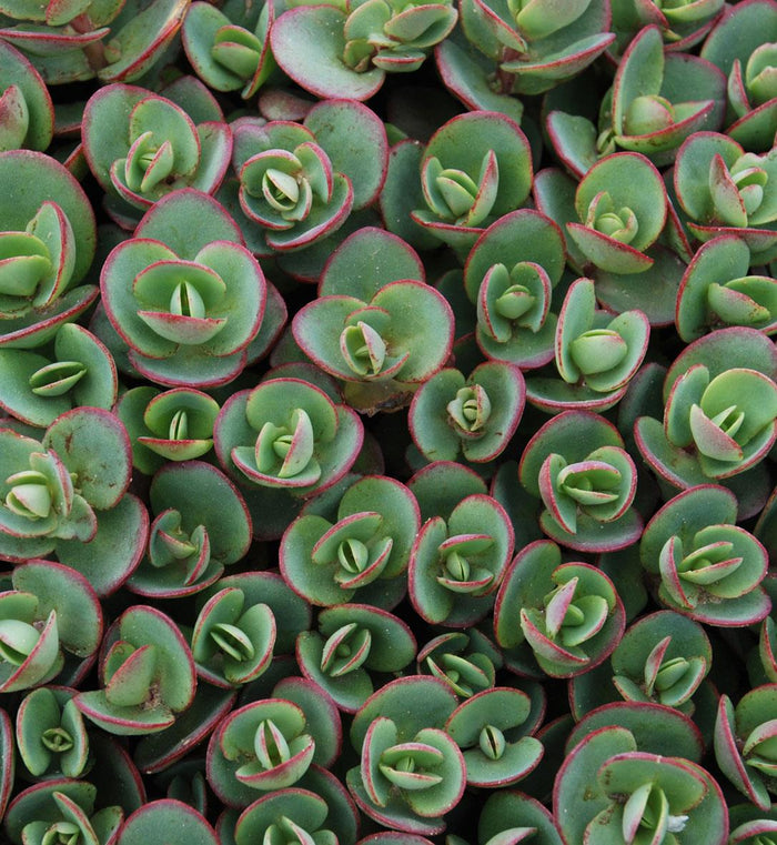 Sedum SunSparkler® 'Lime Zinger'