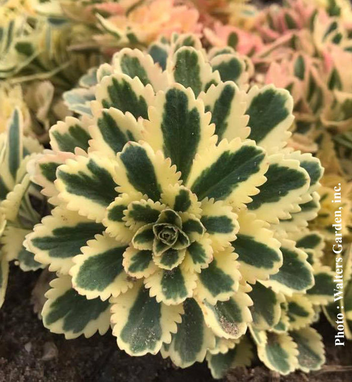 Sedum 'Atlantis'