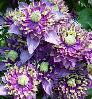 Clematis 'Taiga'