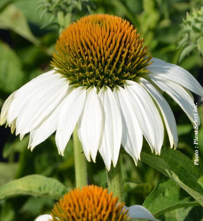 Echinacea 'White Swan'