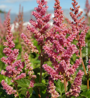 Astilbe 'Visions in Pink'