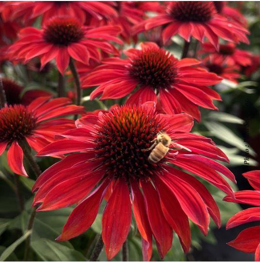 Echinacea Sombrero® 'Sangrita'