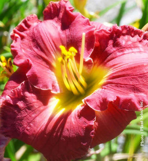 Hemerocallis 'Paul Watts'