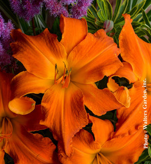 Hemerocallis Rainbow Rhythm® 'Primal Scream'