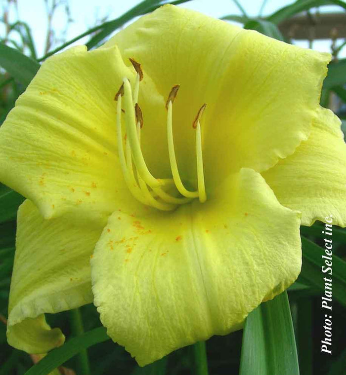 Hemerocallis 'Stella Supreme'