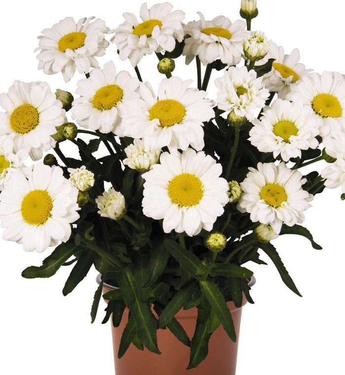 Leucanthemum Sweet Daisy™ 'Jane'