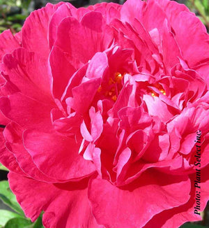 Paeonia lactiflora 'Kansas'