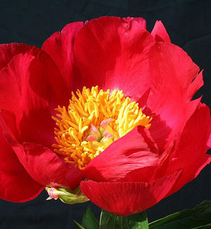 Paeonia x 'Scarlet O'Hara'