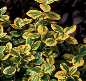 Euonymus fortunei 'Gold Splash®'